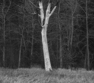 Winter\'s Bone