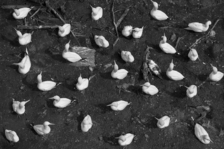 Northern Gannets 2