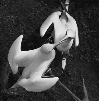 Northern Gannets 4