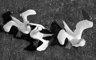 Northern Gannets 5