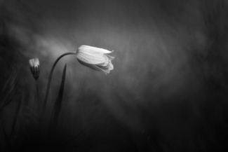 Purity