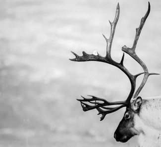 Reindeer