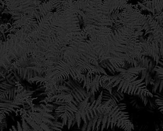 forest ferns