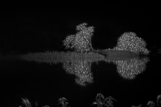 Twinkling Egrets