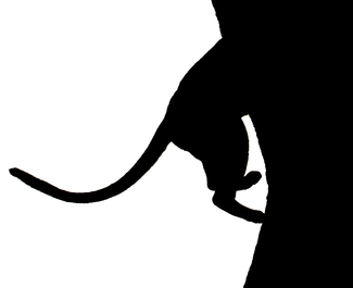 Leopards tail