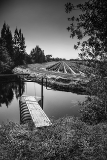 Swamp's Edge