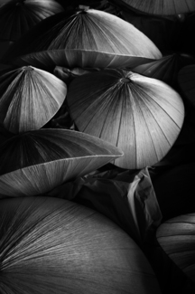 Conical Dance