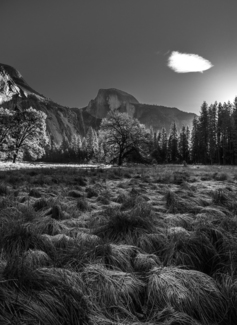 Meadow Morn