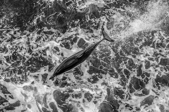 Dolphin