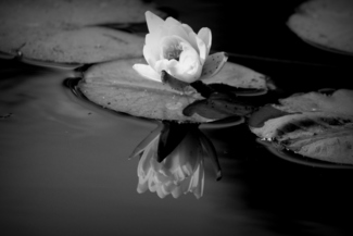 Reflection