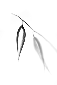 Plant (2)