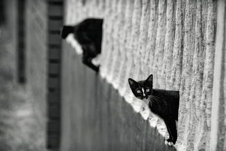 The Longest Cat
