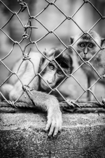 Let me out!