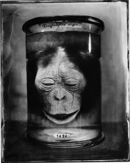 Chimpanzee