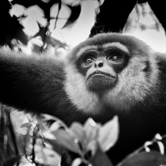 Gibbon