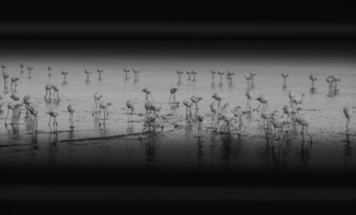 Flamingos
