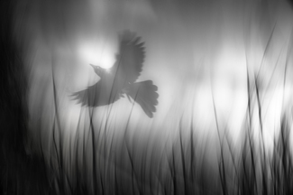 Grackle
