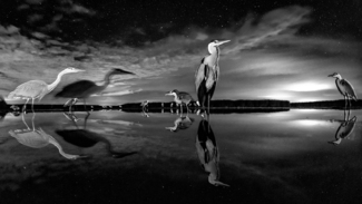 Night Stars