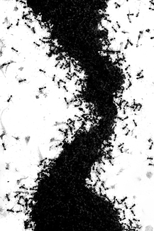 Untitled (Ants), 2013
