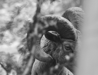  San Gabriel Mountain Big Horn Sheep