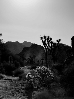 Joshua Tree