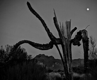 Skeleton Saguaro,Moon,Superstition Mountains Apache Junction