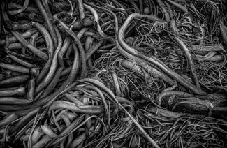 Bull Whip Kelp Number 8