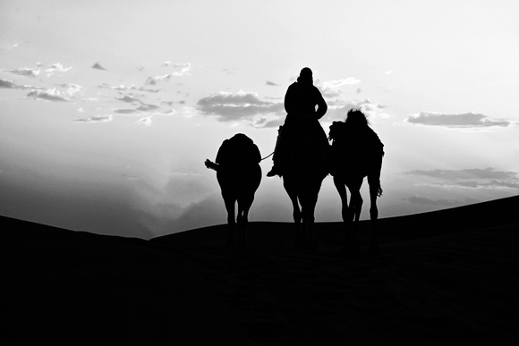 Three Camels, One Boy