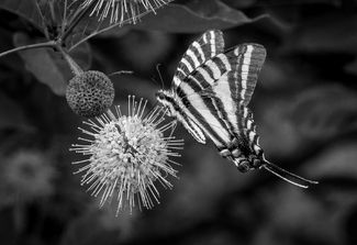 Swallowtail Dinnertime #2