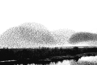 Flight of the starlings (Murmuration)