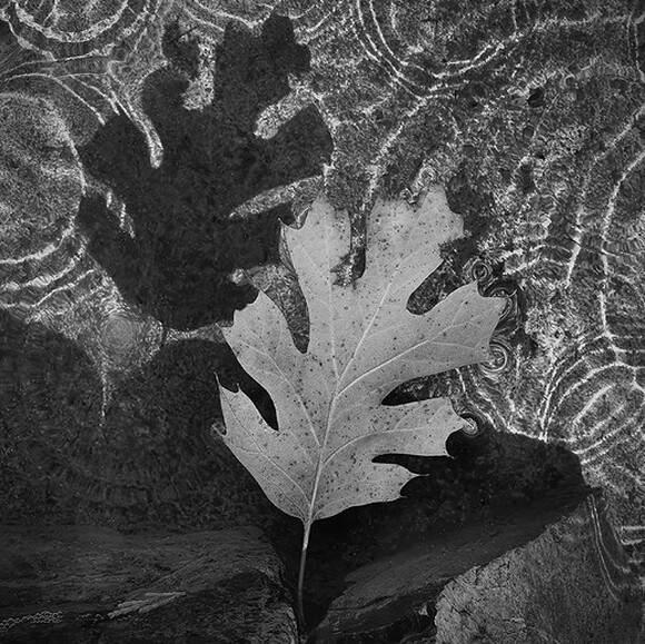 Floating Leaf Shadow