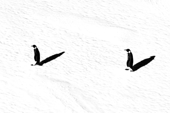2 Emperors Walking in Antarctica