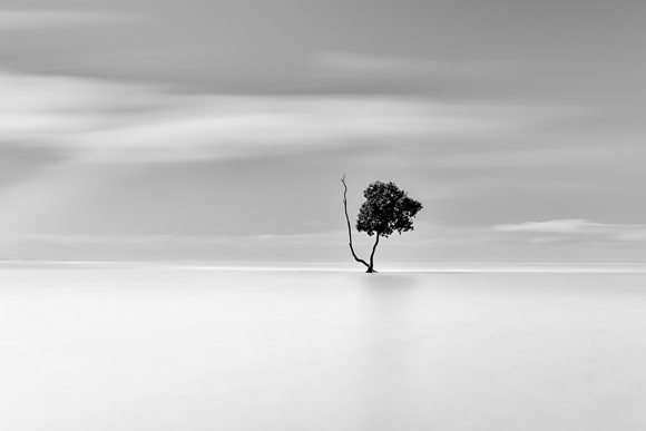 The Tree