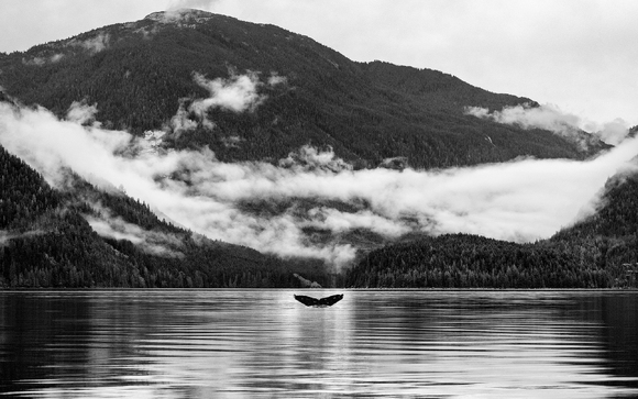 Alone in Knight Inlet