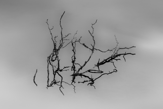 Branches in Winter Fog