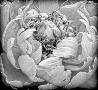 Ripe Peony Ripe Peony