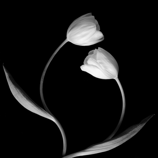 Two Curved Tulips
