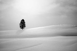 Lone Tree in Hayden Vallery Lone Tree in Hayden Vallery