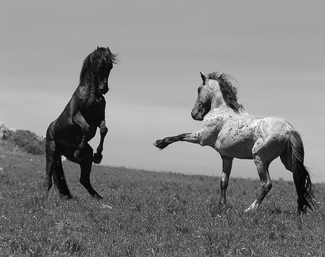 Wild Stallion's Challenge Wild Stallion's Challenge