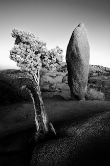 Another Rock, Another Tree Another Rock, Another Tree