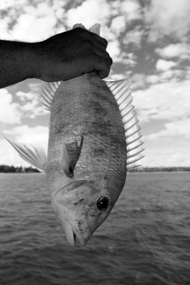 Fish In Hand