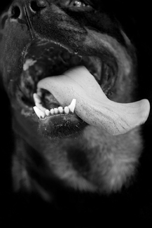 fleshy muscular organ fleshy muscular organ