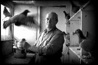 The pigen fancier. The pigen fancier.