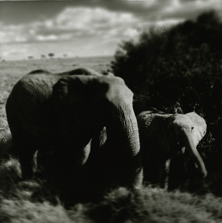 Mother with baby - African elephants, Masai Mara