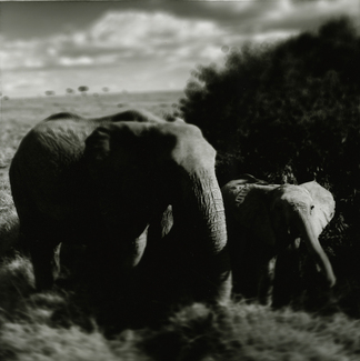Mother with baby - African elephants, Masai Mara Mother with baby - African elephants, Masai Mara