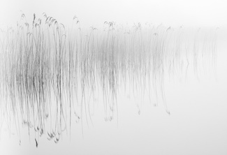 Reeds on Selbrigg Pool Reeds on Selbrigg Pool