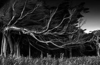 Tortured Trees Invercargil Tortured Trees Invercargil