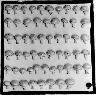 Black mushroom of the family Black mushroom of the family