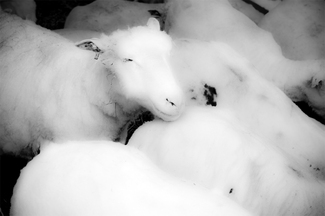 Blissed Out Sheep Blissed Out Sheep