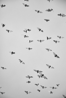 Release the Bats Release the Bats